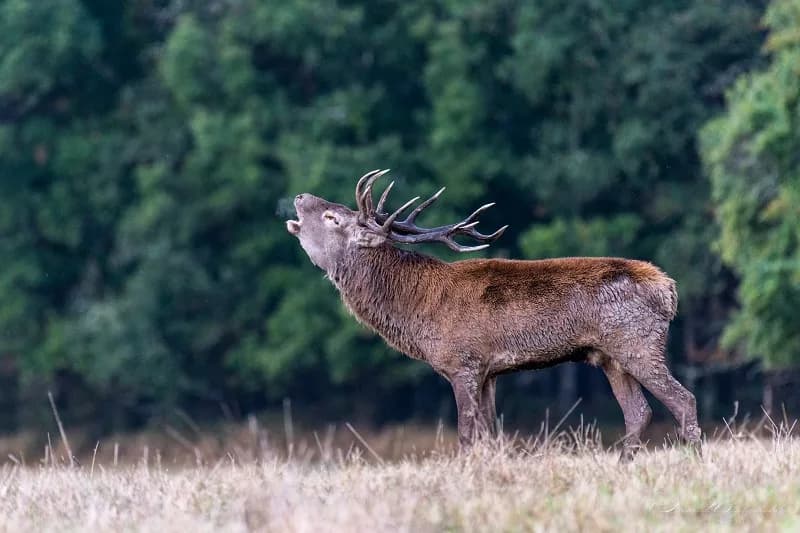 Image 1 : A la découverte des cervidés en forêt de Lancosme background