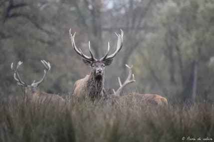 Image 1 : Brame du cerf en Sologne background