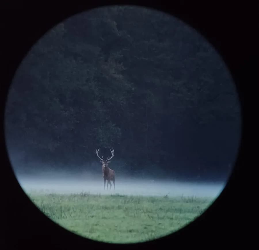 Image 1 : Vivre le brame du cerf en forêt d'Orléans background