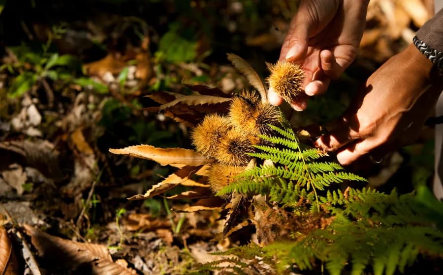 Image 1 : Les fruits et champignons de l'automne background