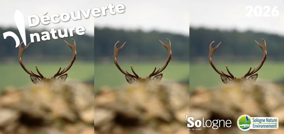 Image 1 : Découvertes Sologne Nature - Le brame du Cerf'rial lover background