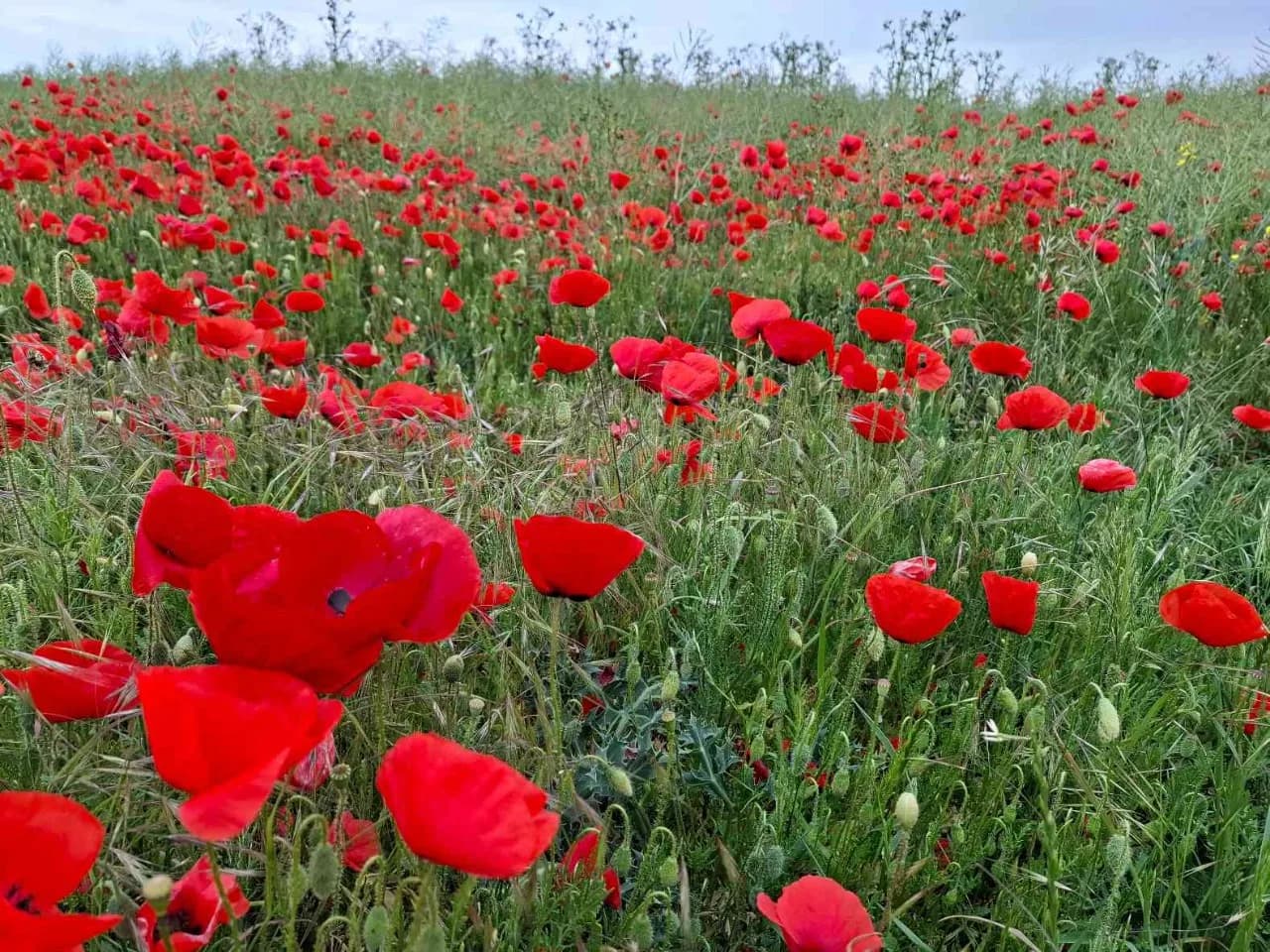 Image 1 : Voulons-nous vraiment des coquelicots ? background
