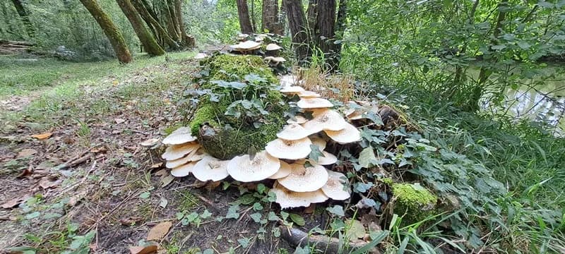 Image 2 : Initiation à la découverte des champignons background