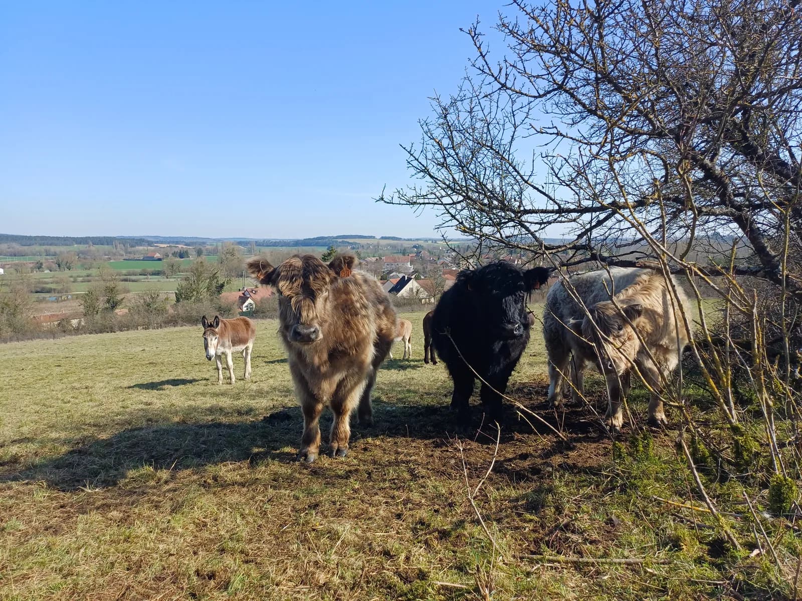 Image 1 : Rencontre avec notre troupeau, Saint Romain - La Rochepot background