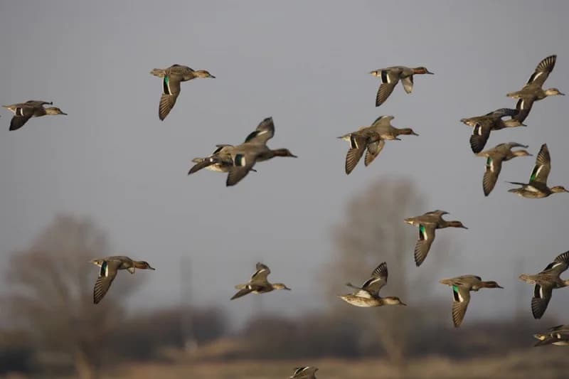 Image 1 : Observation des oiseaux migrateurs background