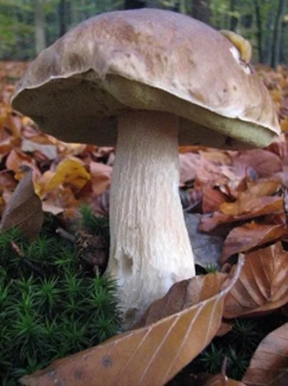 Image 1 : Découverte du monde des champignons background