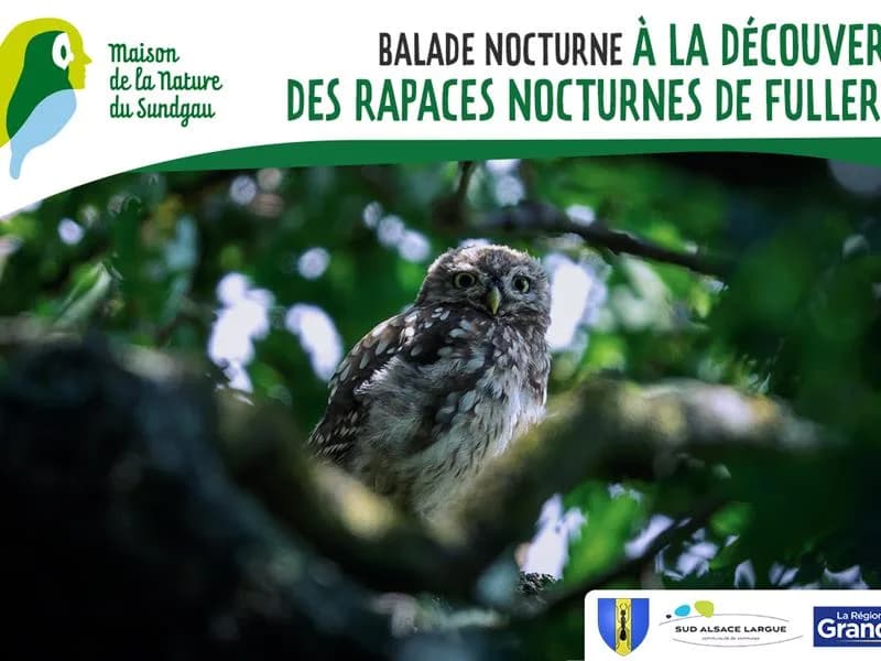 Image 1 : Balade nocturne à la découverte des rapaces nocturnes de Fulleren background