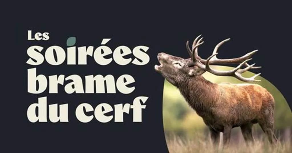 Image 1 : Les soirées brame du cerf background