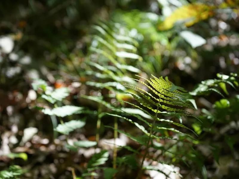 Image 1 : À la découverte des plantes sauvages background