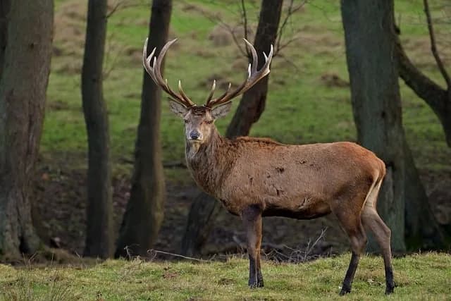 Image 1 : Vivre le brame du cerf background