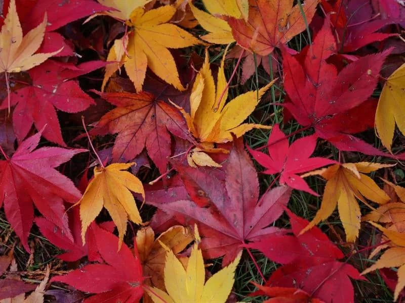 Image 1 : L'automne en fête background