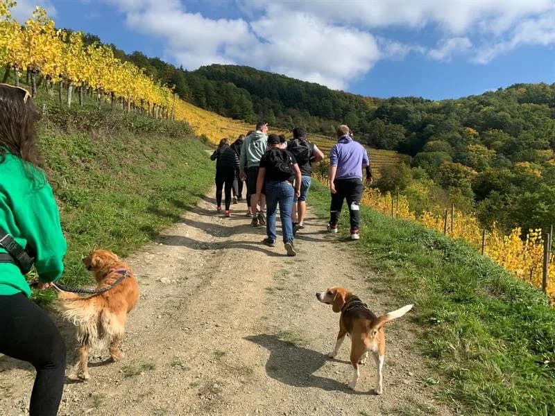Image 1 : Promenade d'automne - marche gourmande background