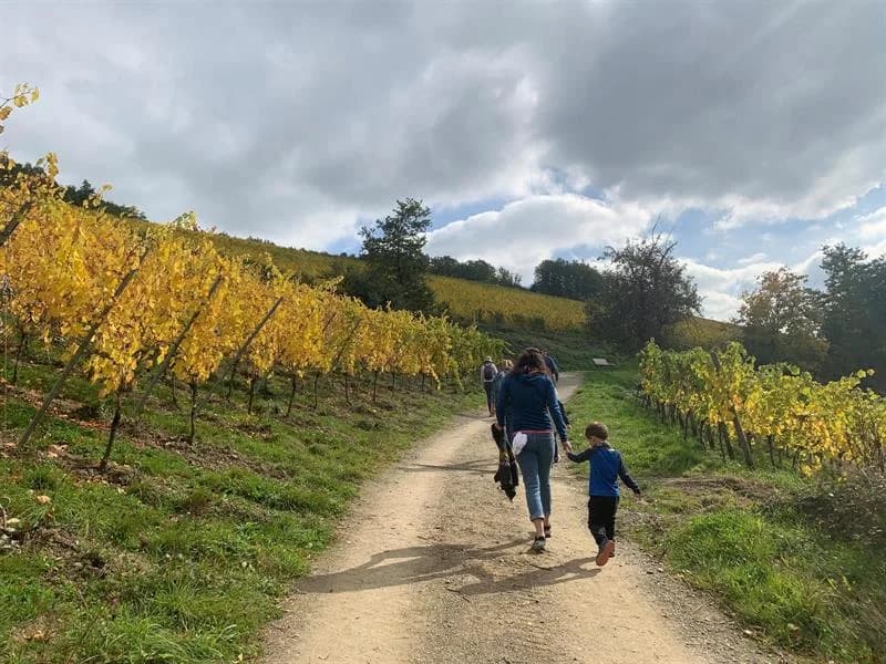 Image 3 : Promenade d'automne - marche gourmande background