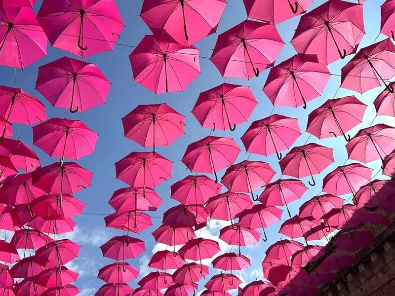 Image 1 : Toul'en Rose background