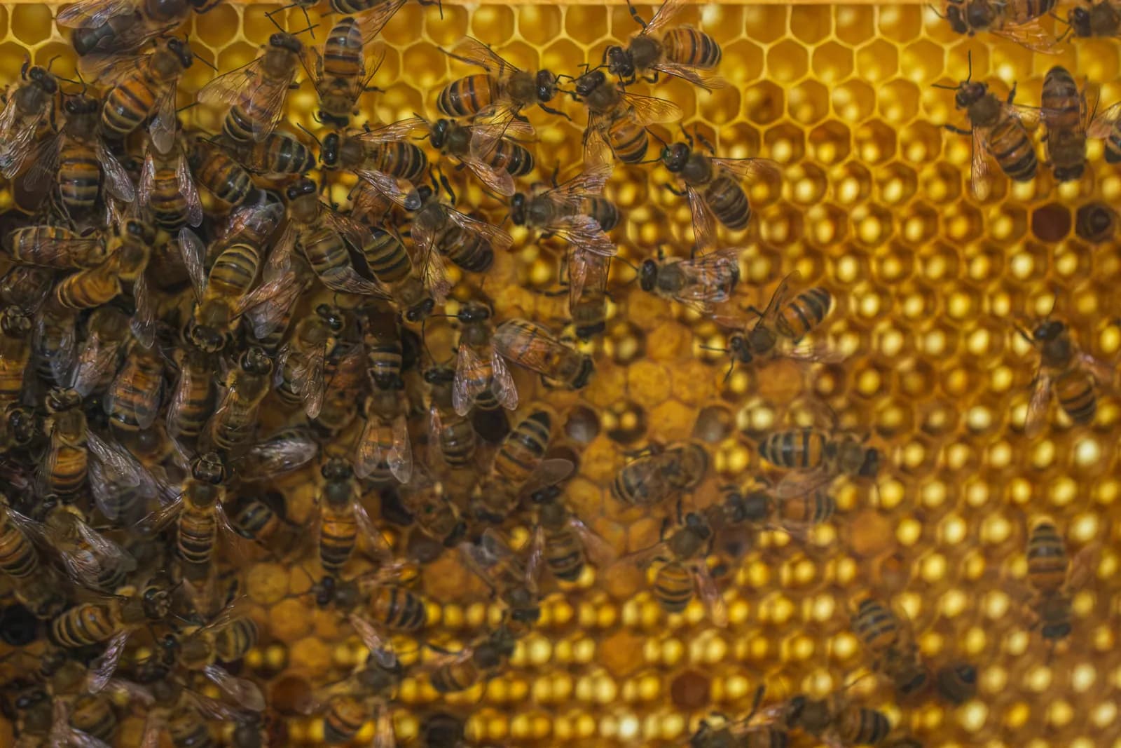 Image 1 : Micro-Folie : conférence "le miel : comment font les abeilles?" background