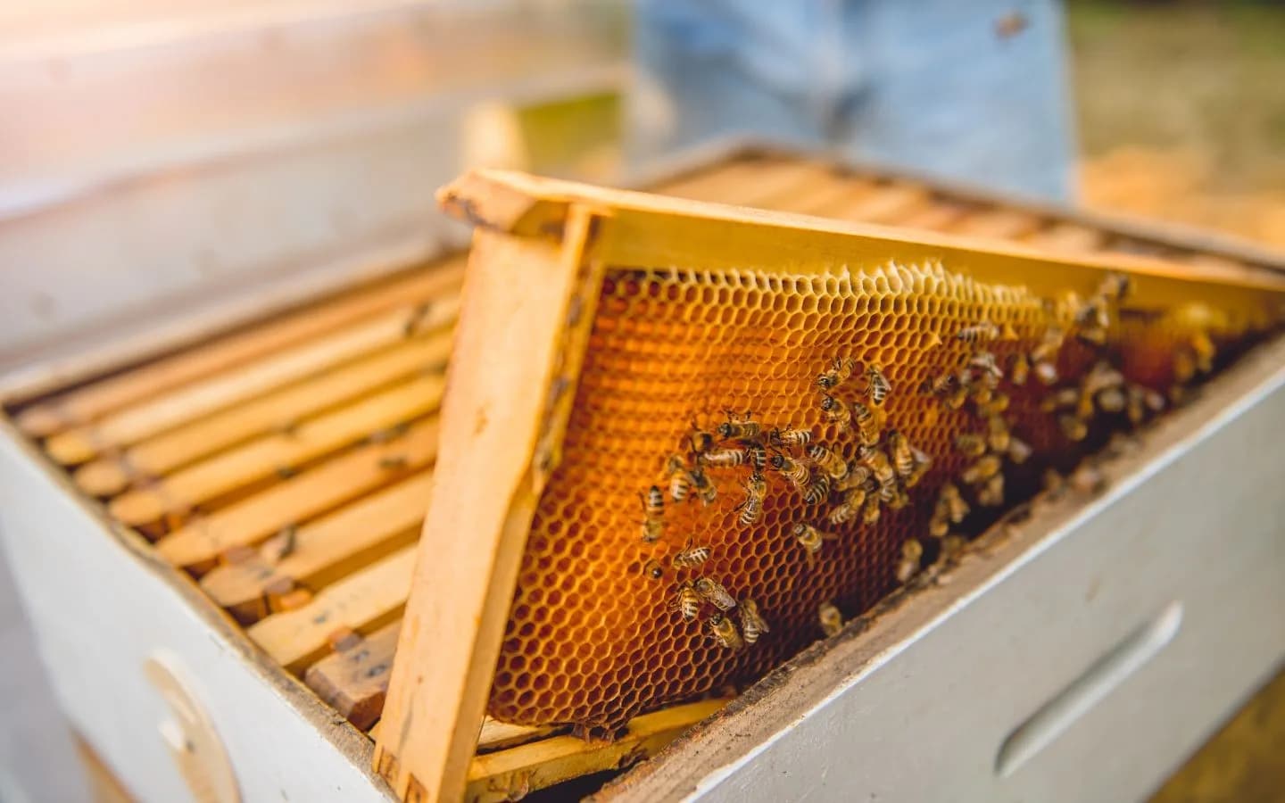 Image 3 : Visite à la Ferme : Abeilles et délices background