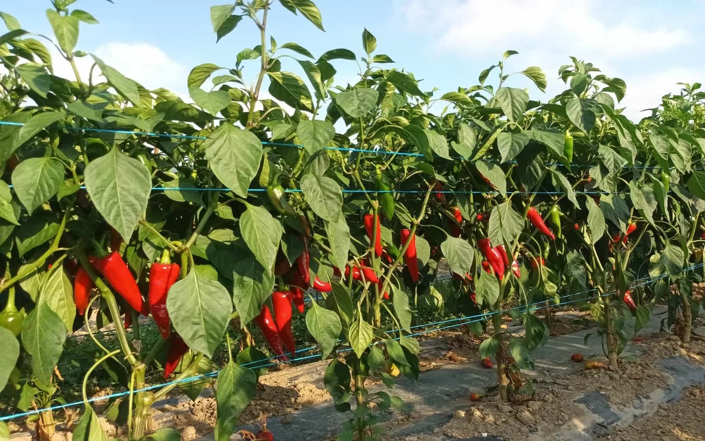 Image 5 : Visite d'une ferme familiale de piment d'Espelette background