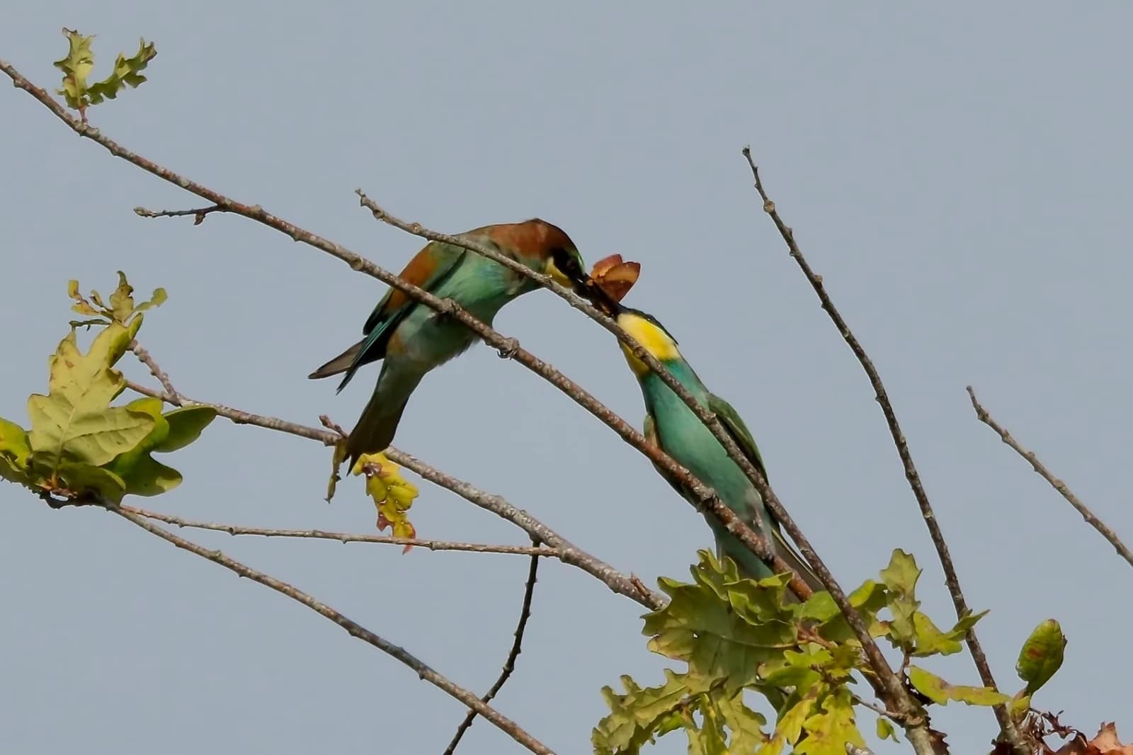 Image 1 : Les oiseaux du lac d'Hossegor background