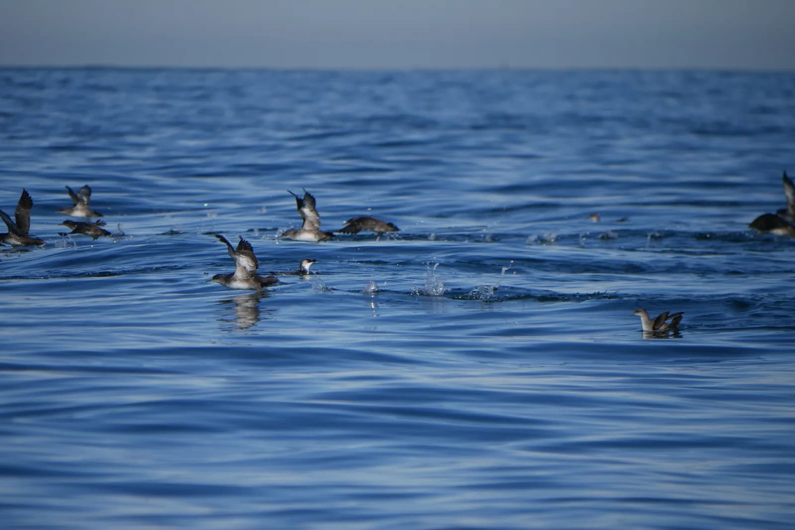 Image 1 : Conférence "Oiseaux marins, cétacés et changements climatiques" background