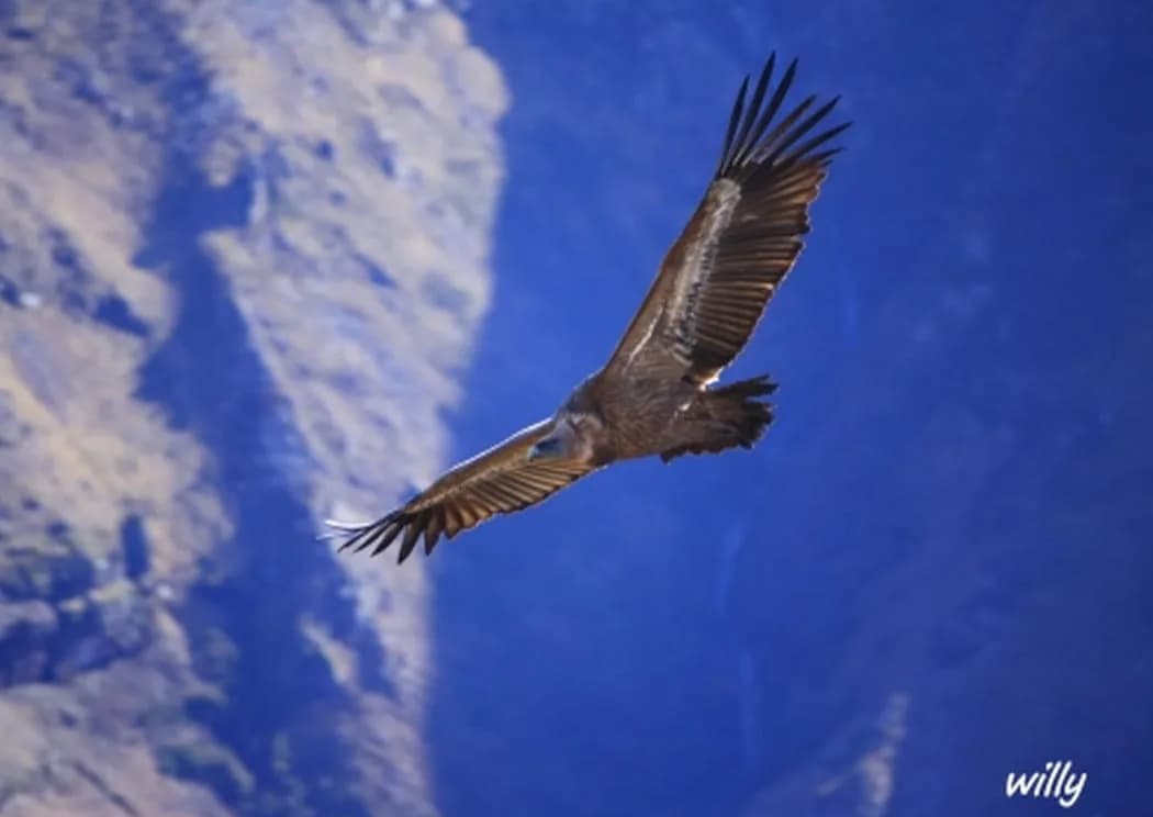 Image 2 : Semaine KLIMA : Conférence "Les rapaces nécrophages, des oiseaux pas comme les autres" background