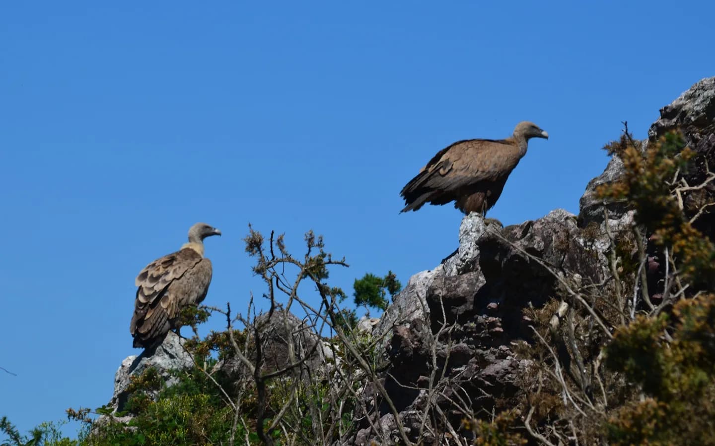 Image 3 : Semaine KLIMA : Conférence "Les rapaces nécrophages, des oiseaux pas comme les autres" background