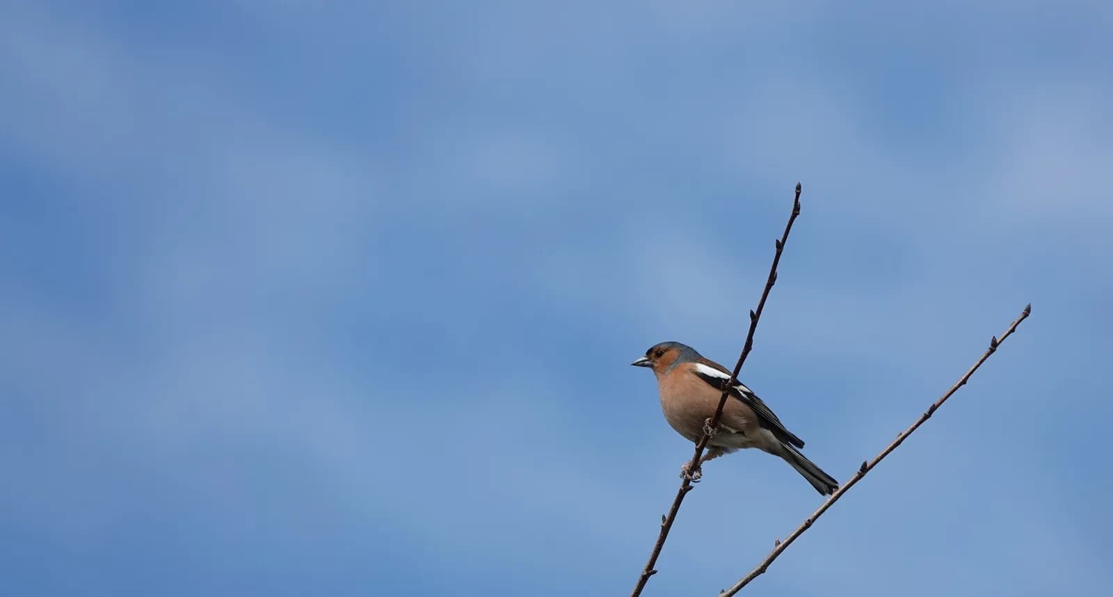 Image 1 : Participez à un inventaire ornithologique background