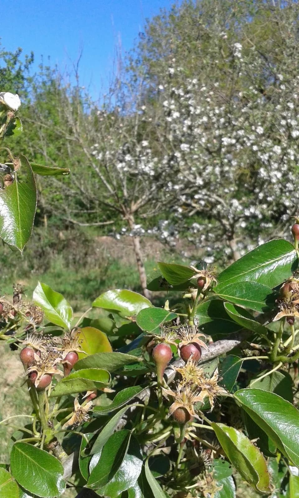 Image 2 : Permaculture au Jardin des Cabanes background