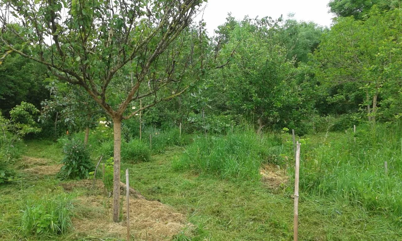 Image 3 : Permaculture au Jardin des Cabanes background