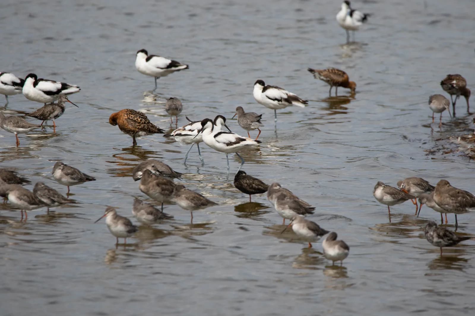 Image 2 : Formation aux oiseaux du littoral : l'identification des limicoles (niveau perfectionnement) background