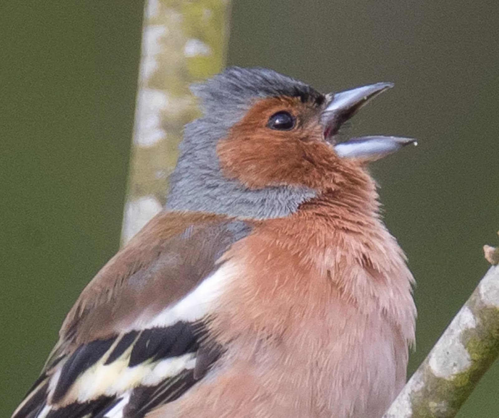 Image 1 : Sortie avec la maison de la nature - Les oiseaux de nos campagnes background