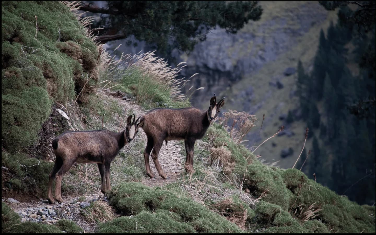 Image 1 : Randonnée : l'isard des Pyrénées background