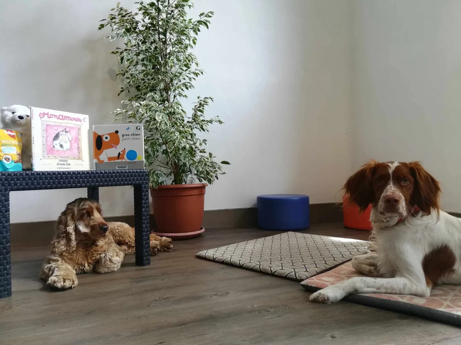Image 2 : Lire avec les chiens background
