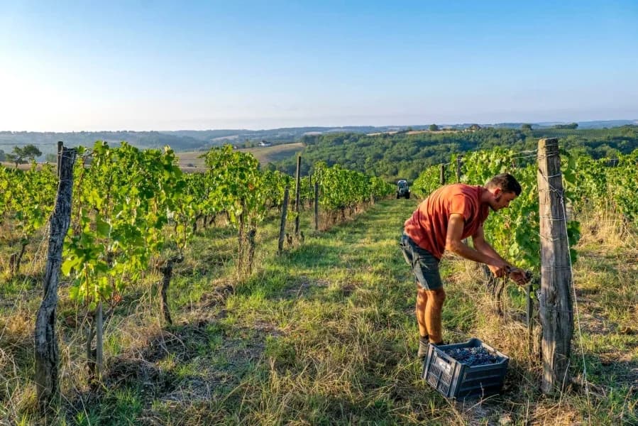 Image 1 : Atelier dégustation : Vallée de la Garonne et affluents background