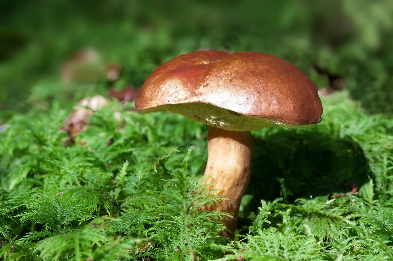 Image 1 : Sortie champignons à la forêt d'Epagne background