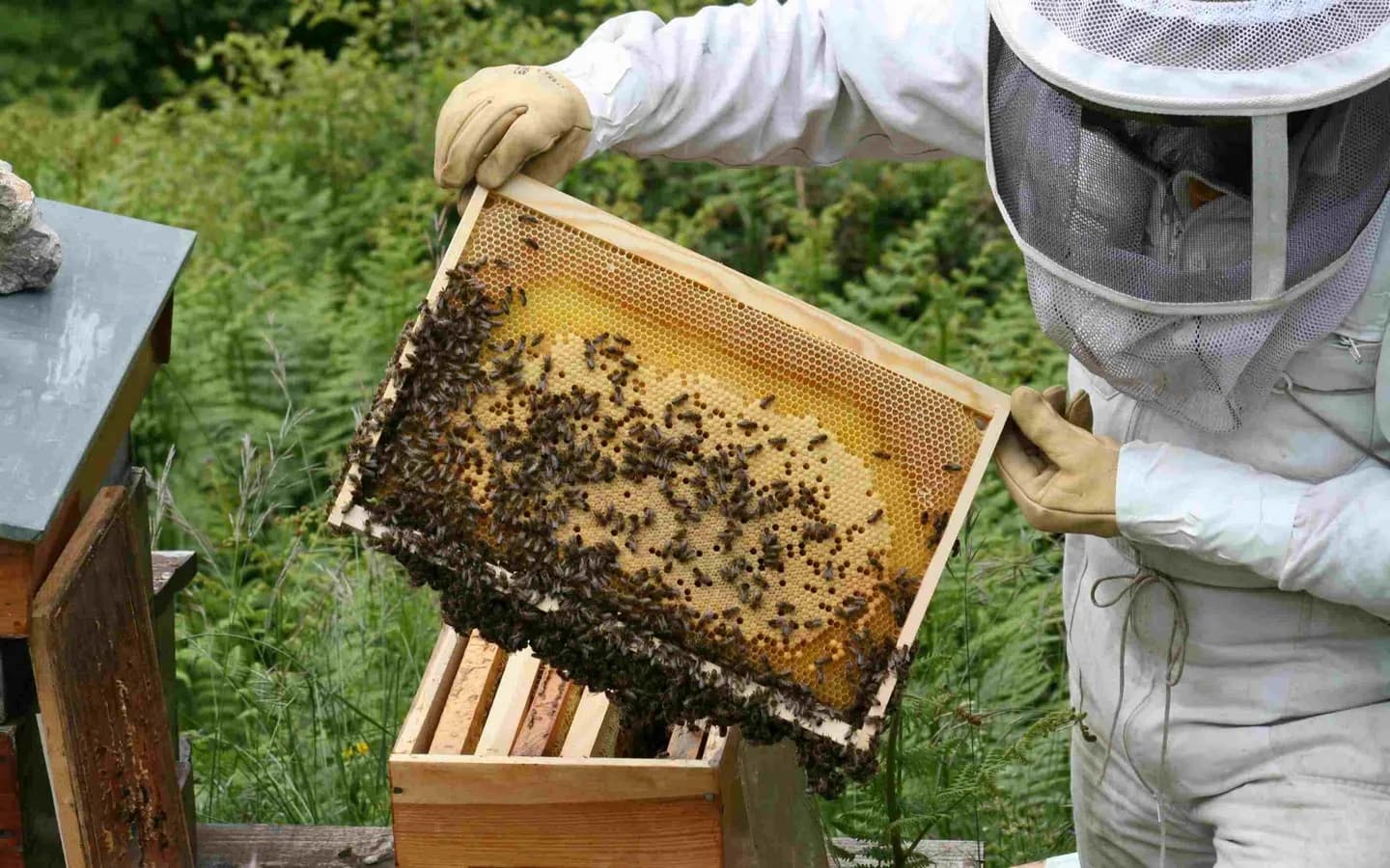 Image 1 : Visite à la Ferme : Abeilles et délices background