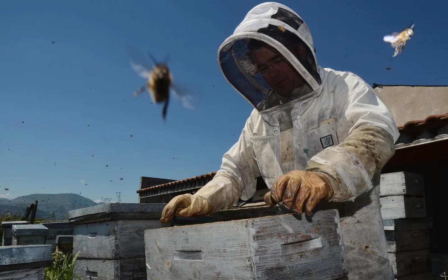 Image 3 : Visite à la Ferme : Abeilles et délices background
