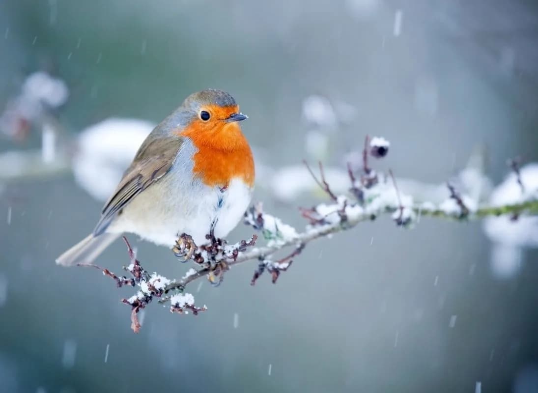 Image 1 : Le rendez-vous des familles - Création pour les oiseaux background