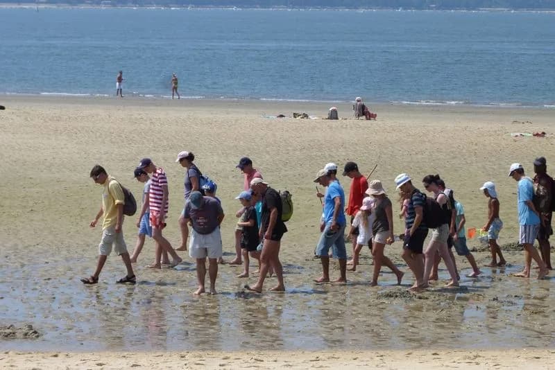 Image 2 : Visite guidée : La vie secrète du banc de sable de Pereire background