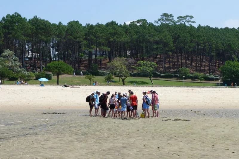 Image 3 : Visite guidée : La vie secrète du banc de sable de Pereire background