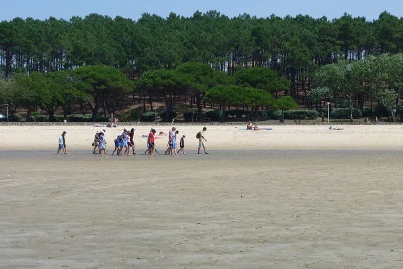 Image 4 : Visite guidée : La vie secrète du banc de sable de Pereire background