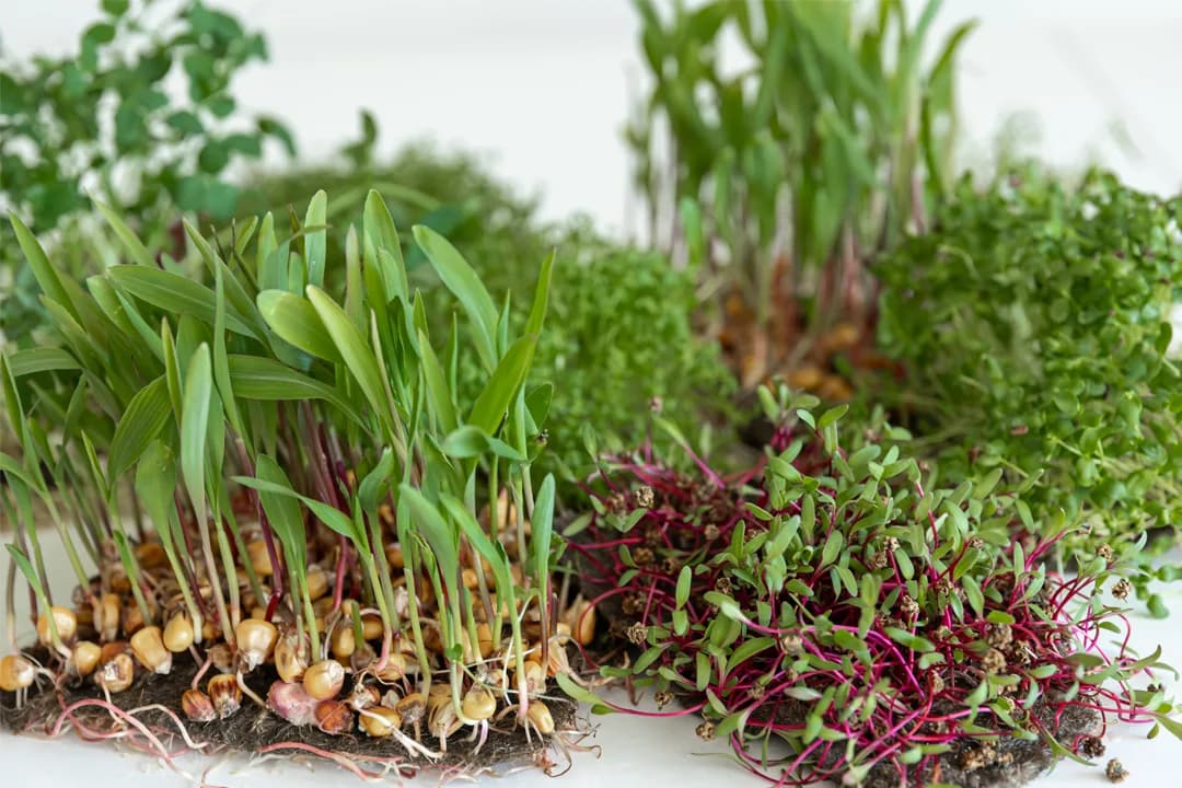 Image 1 : Atelier naturopathie background