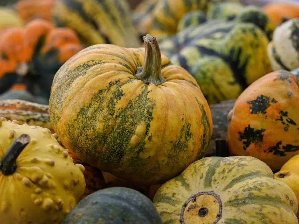 Image 1 : Foire à la courge background