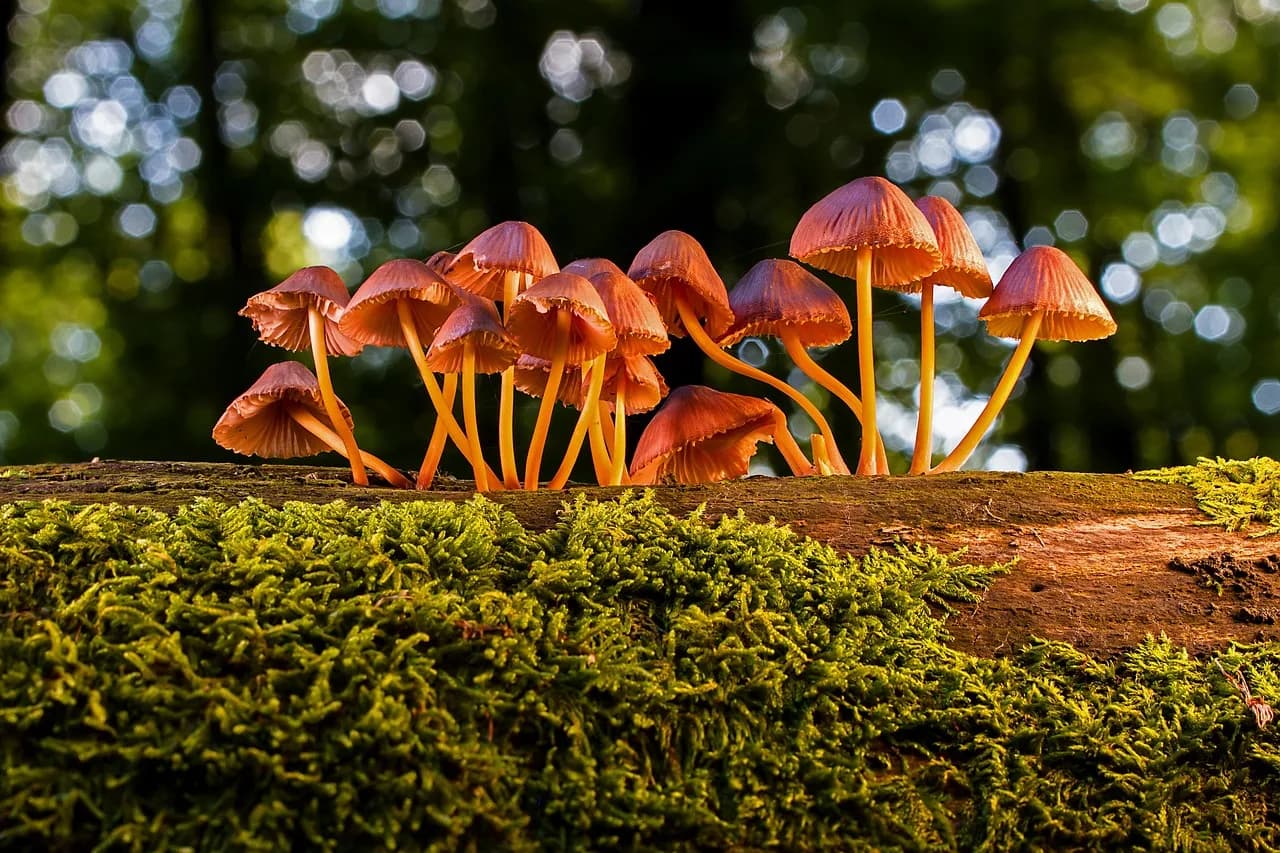Image 1 : Balade nature : les champignons background