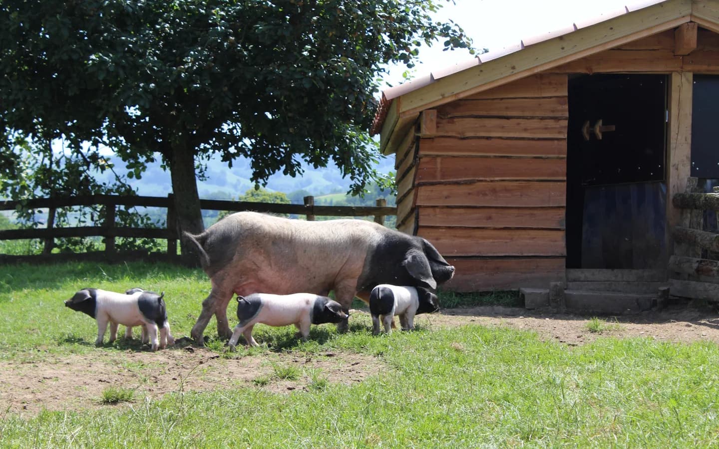 Image 4 : Visite "du groin au festin Pierre Oteiza" background