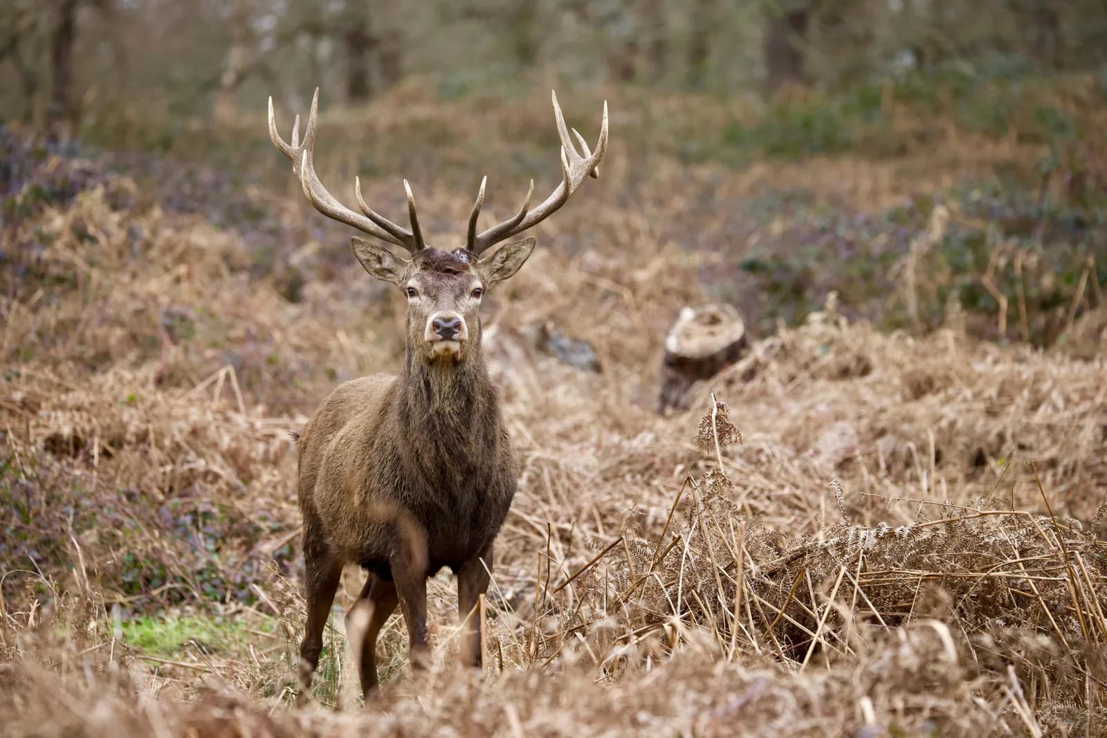 Image 1 : Les découvertes de Monta : Veillée sonore brame du cerf background