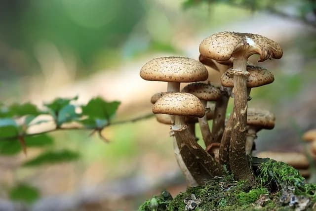 Image 1 : Sortie champignons background
