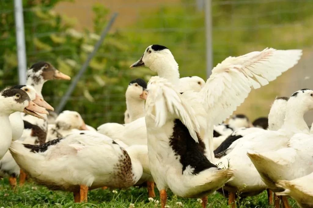 Image 1 : Démonstration de découpe de canard background
