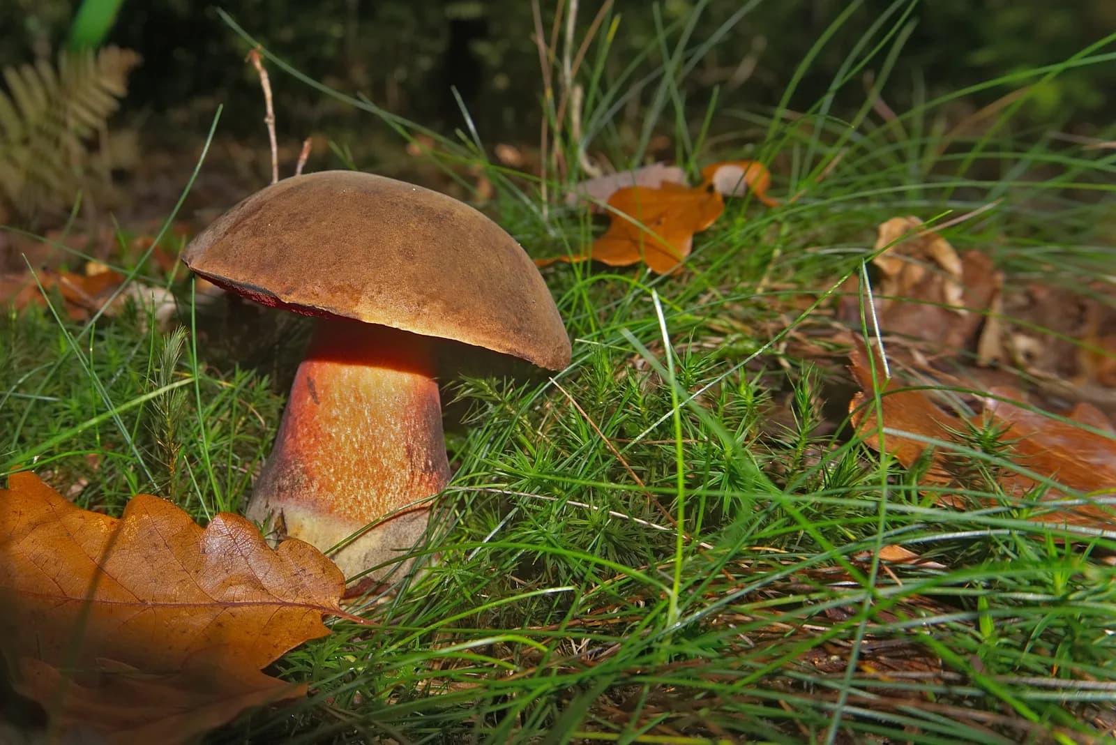 Image 1 : INITIATION À LA MYCOLOGIE : LA VIE MYSTÉRIEUSE DES CHAMPIGNONS background