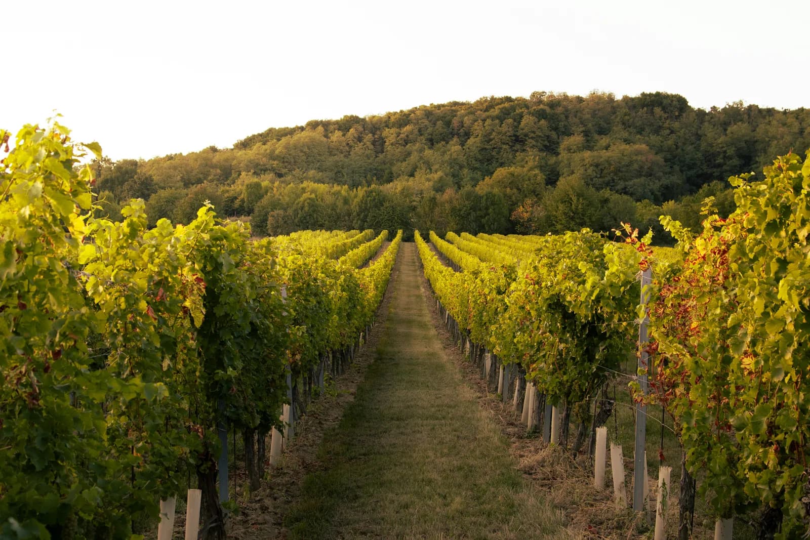 Image 1 : Balade dans le vignoble de Glanes et Repas sous la halle background