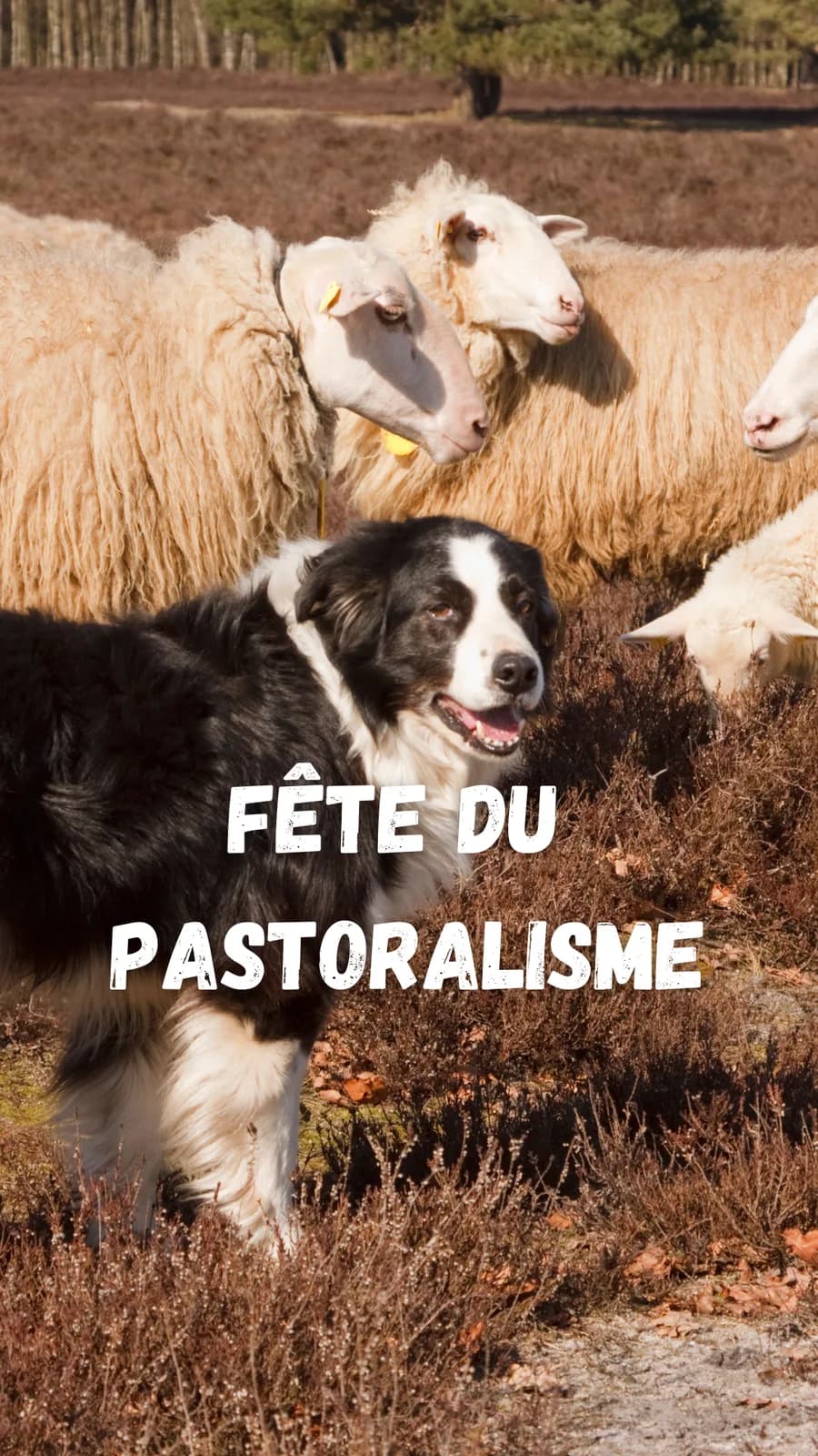Image 1 : FÊTE DE LA TRANSHUMANCE background